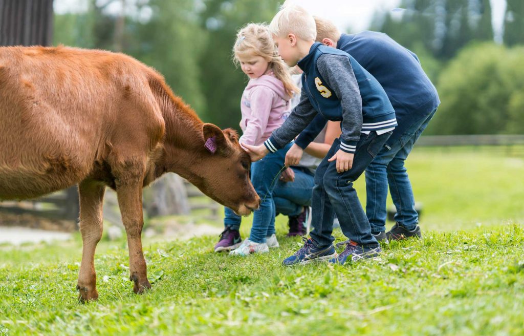 Kos med kalv på Barnas Bondegård på Blaafarveværket.